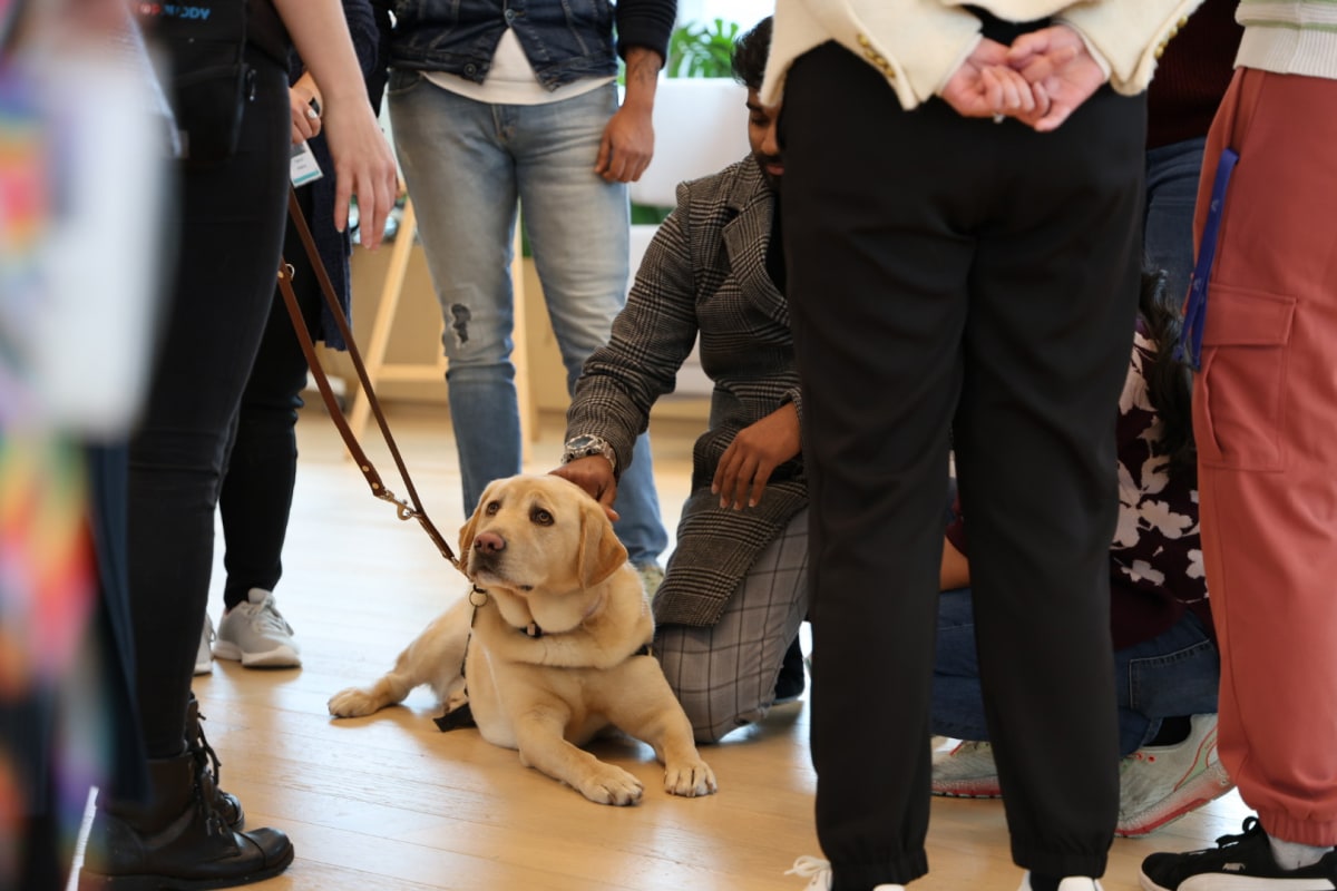 Guide Dogs Victoria bringing some of it's dogs in training to the Melbourne office. 