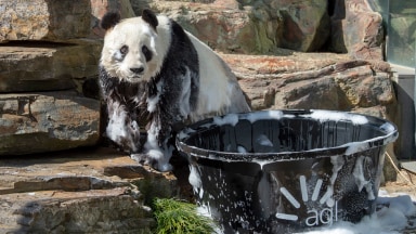 A panda bear at SA zoo standing on rocks and covered in bubbles with a black tub full of water and bubble bath in the foreground