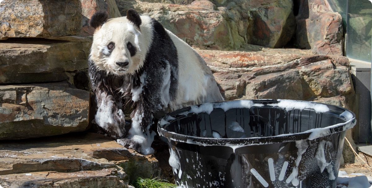 A panda bear at SA zoo standing on rocks and covered in bubbles with a black tub full of water and bubble bath in the foreground