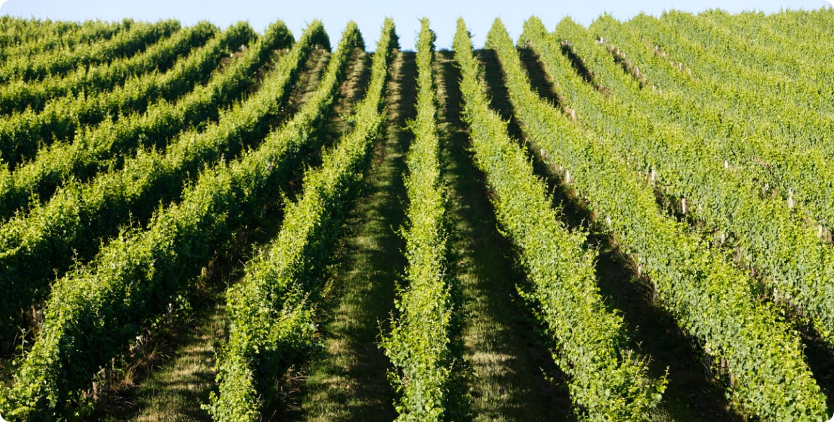 Rows of grapevines in a vineyard