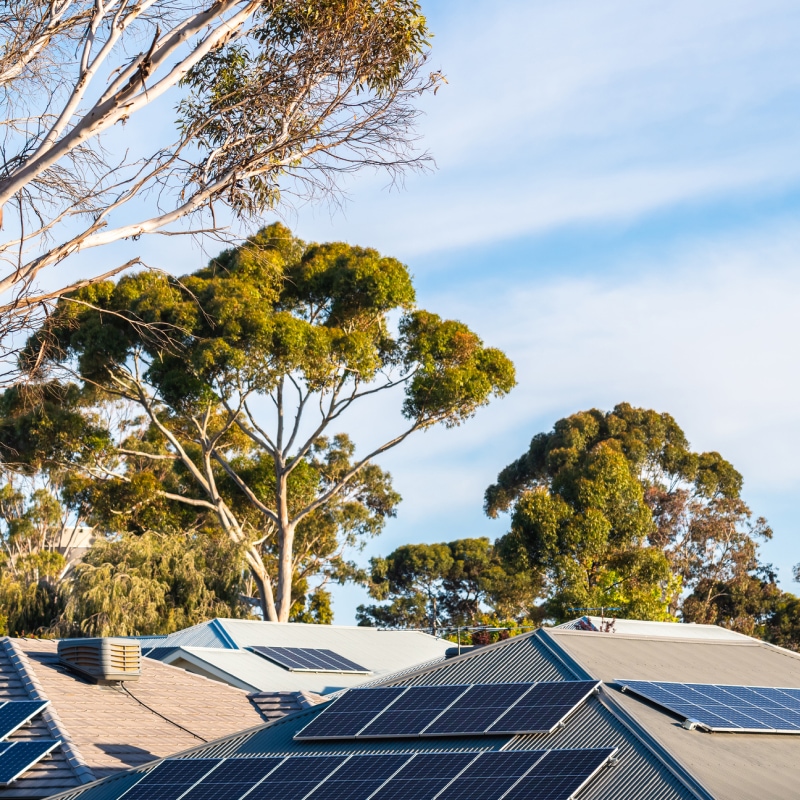 Rooftop solar panels with overhanging trees in the background