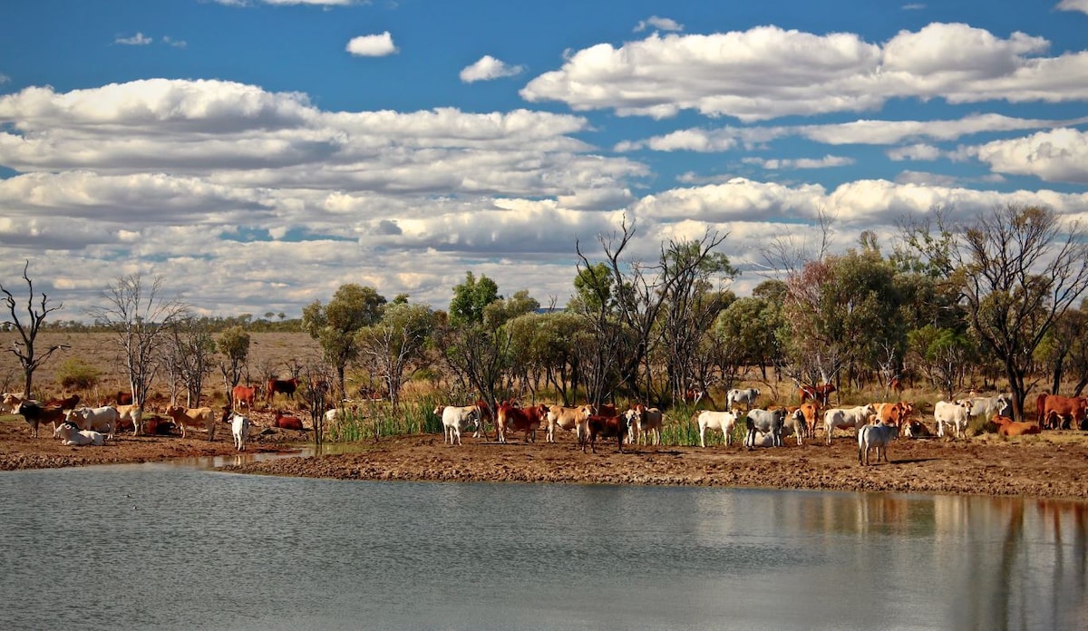 Shot of Westmere Regeneration Project land with cattle in front of dam