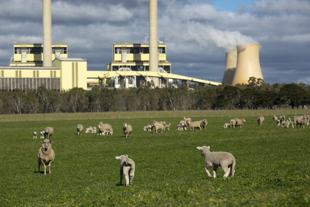 Photo of Loy Yang Power Station A with sheep and lambs in a field in the foreground. 