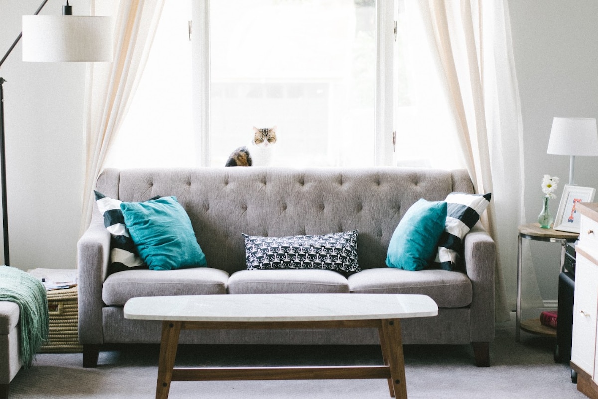 Light filled lounge room with cat sitting near couch