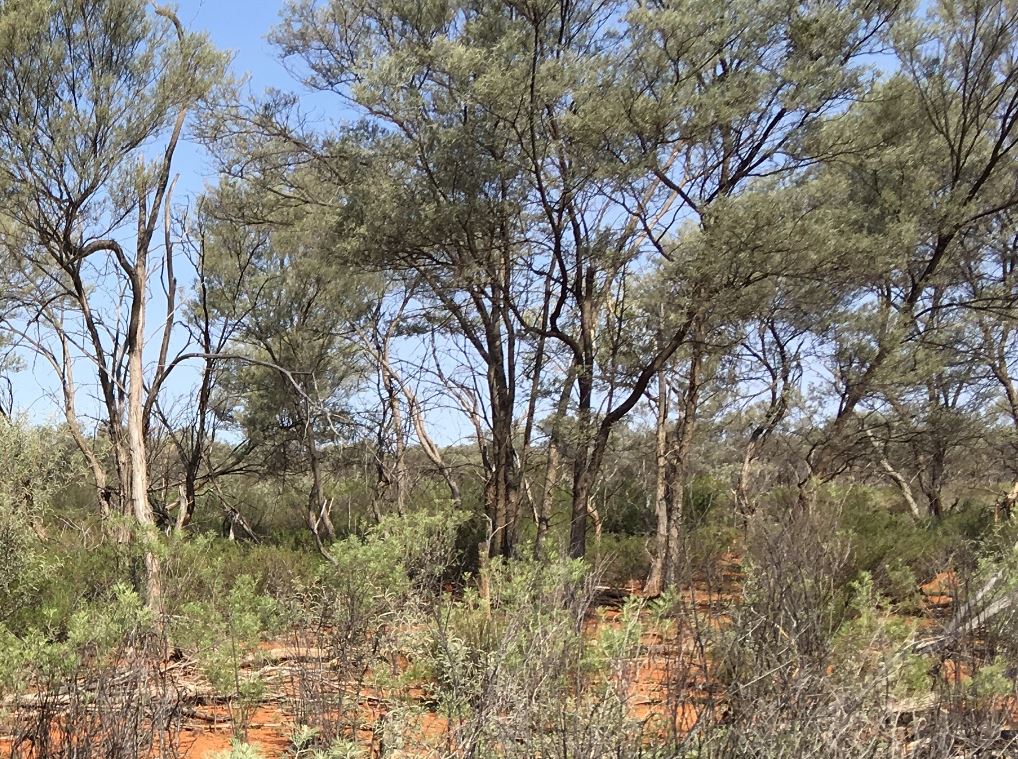 Bushland on Westmere Regeneration Project land