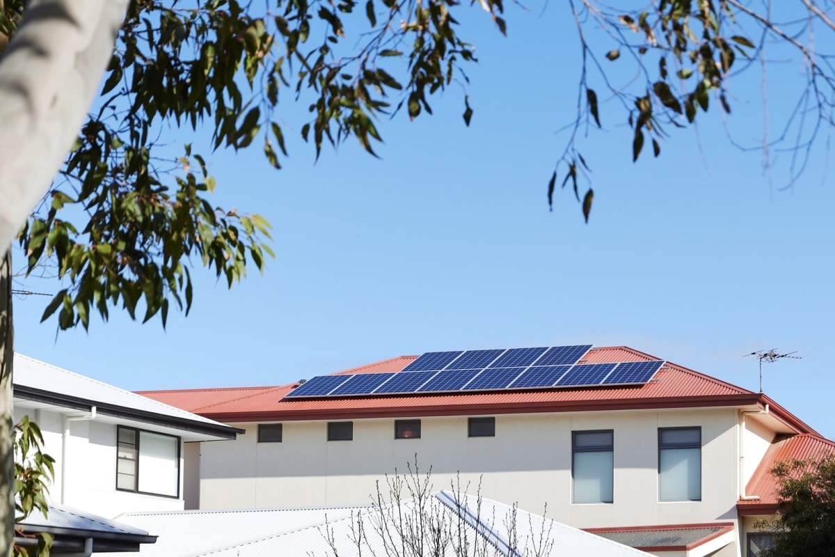 A shady tree overlooking solar panels on a rooftop.